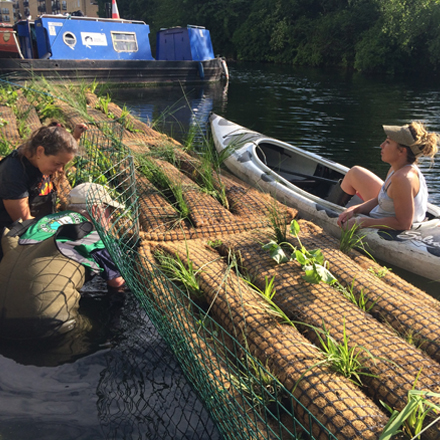 Eco-conscious west Londoners planting aquatic vegetation in Regent Canal