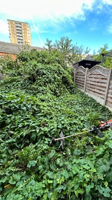 Overgrown garden area covered in greenery