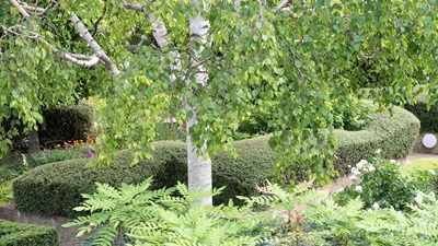 Garden with a tree in the middle