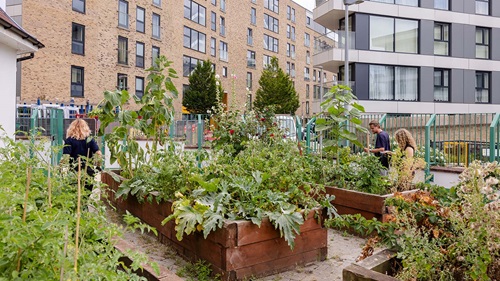 Raised vegetable beds and flowering plants in the Walthamstow Stadium community garden, surrounded by residential buildings.