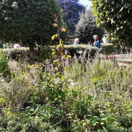 Woodstock Court courtyard garden overgrown with weeds