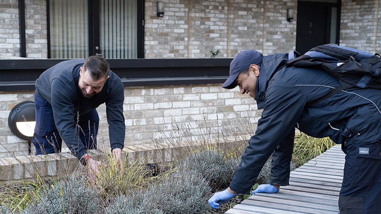 Two caretakers tend to plants in a landscaped garden outside residential building