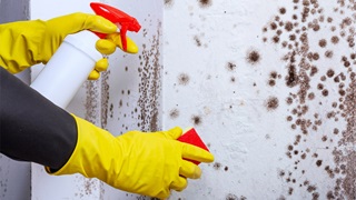 Person wearing yellow gloves cleans mould on a wall using a spray bottle and sponge.
